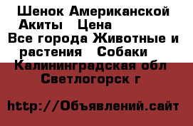 Шенок Американской Акиты › Цена ­ 35 000 - Все города Животные и растения » Собаки   . Калининградская обл.,Светлогорск г.